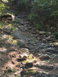 leonardu photo
